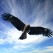 falco nel cielo