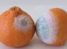 mandarini contaminati