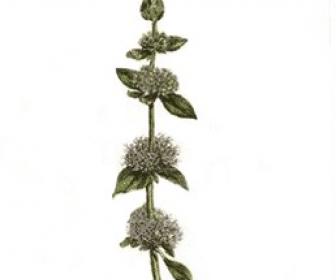 poleo menta
