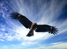falco nel cielo